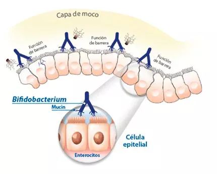 Alflorex 30 Cápsulas