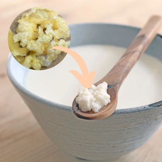 Kefirko Nodulos Deshidratados de Kefir de Leche Ecologicos (1 gr)