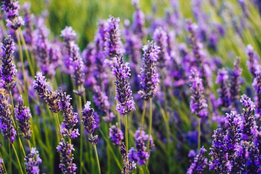 Laboratorio Dei Saponi Marseille Lavender Soap 100 g