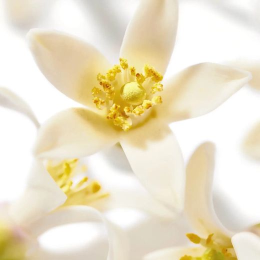 Nuxe Prodigieux Néroli Le Parfum 50 ml