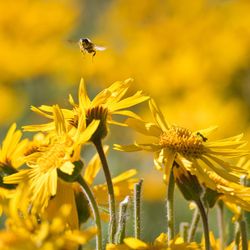 Taüll Orgànics Crème d'Arnica 75 ml / 200 ml